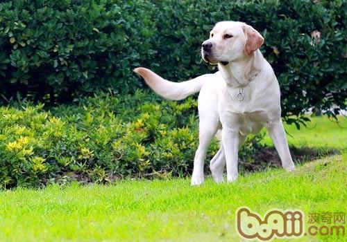 訓練幼犬從不可以開始