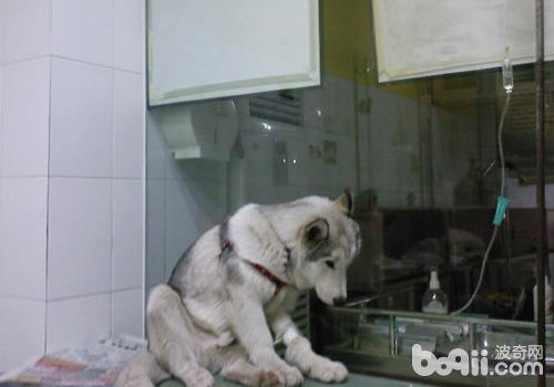 <a href=/zhonglei/gou/ target=_blank class=infotextkey>狗</a>狗補液的方法與途徑