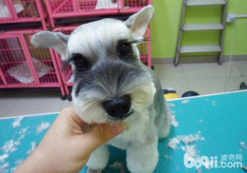 【美容攻略】如何為小型犬做簡單的美容