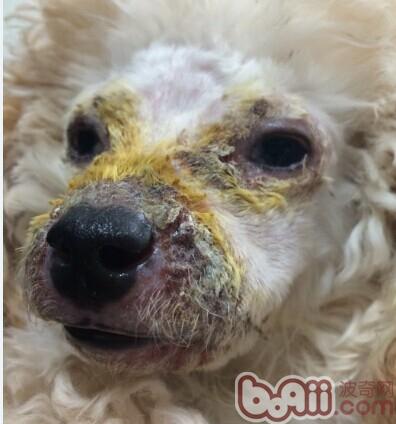 犬膿皮病的發病機理及診治體會