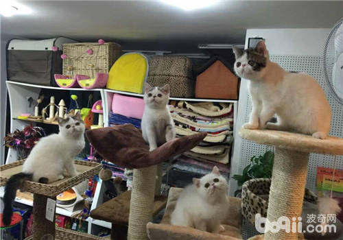 異國短毛貓掉毛原因及處理方法