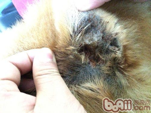 一例松獅犬耳道嚴重化膿的處置