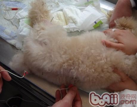 犬椎間盤脫位疾病