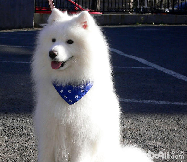什么是犬瘟熱？雪納瑞犬瘟熱的癥狀又是什么？犬瘟熱如何治療