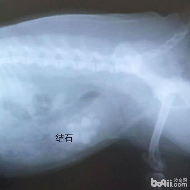 犬常見的三種外科疾病