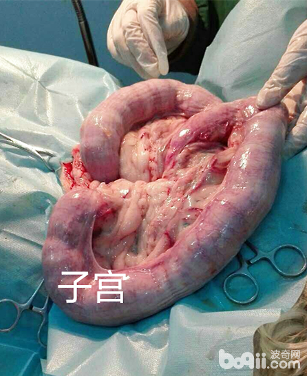 犬常見的三種外科疾病