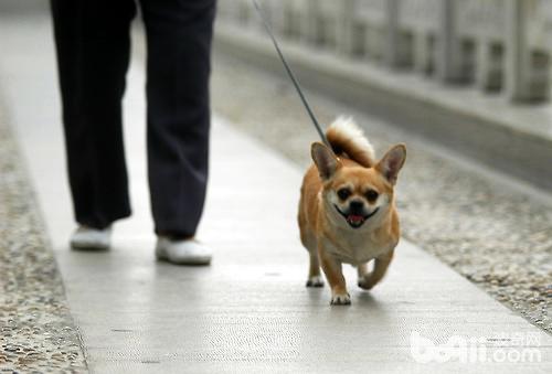 狗狗減肥 主人的參與至關重要