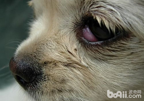 法國斗牛犬的常見問題