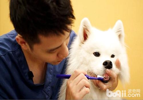 如何正確的幫助狗狗刷牙？