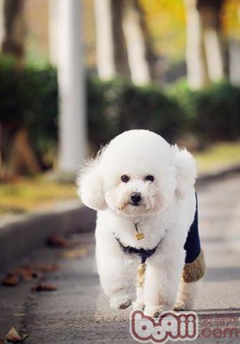 關于貴賓犬褪色的問題