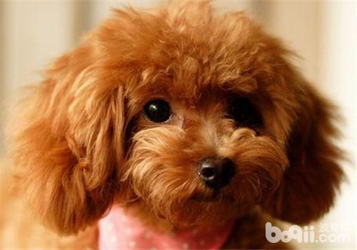 犬骨折的治療原則