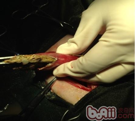 一例犬腸道異物導致死亡的病例分析