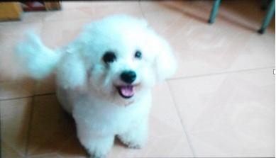 <a href=/ target=_blank class=infotextkey>寵物</a>淚腺堵塞癥狀和治療方法