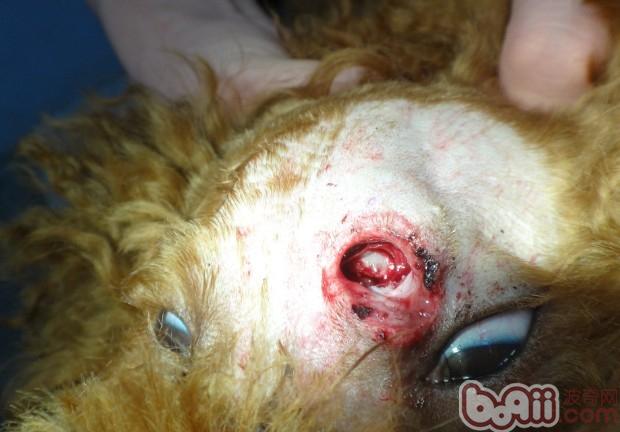 一例犬頭部外傷的急救處理