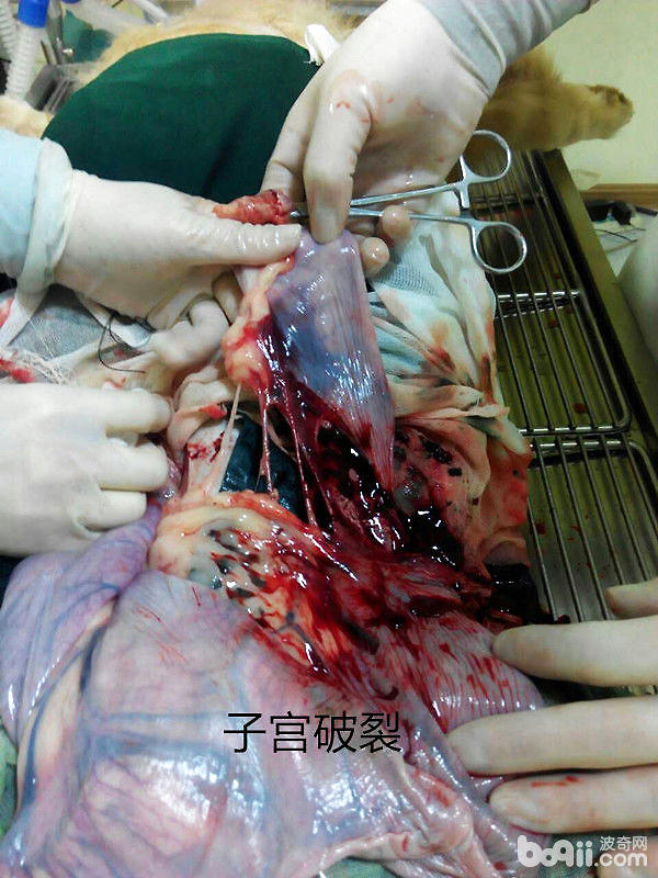 犬常見的外科內科疾病（二）