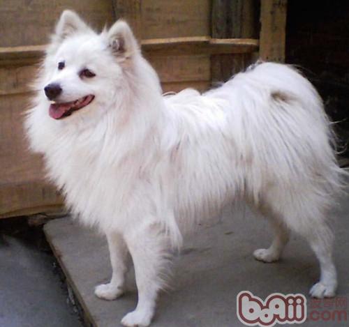 狗狗吠叫不止怎么辦