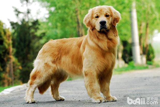 什么是犬的尿路結石？<a href=/zhonglei/gou/ target=_blank class=infotextkey>狗</a>狗得了尿結石怎么辦