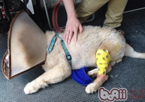 松獅犬膝關節手術與麻醉意外應急處理