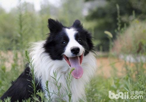 導致邊境牧羊犬拉肚子的原因有哪些