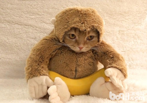 <a href=/zhonglei/mao/ target=_blank class=infotextkey>貓</a>咪新式打扮技巧：猴年扮猴