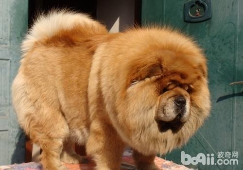 犬直腸切除術