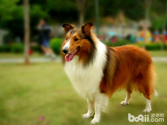 喜樂蒂犬清理耳道的方法