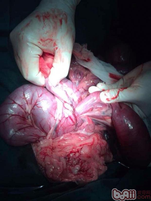 一例德牧腸套疊的診斷與治療過程