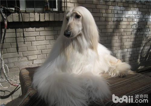 犬糖尿病的治療方法