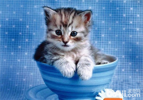 茶杯<a href=/zhonglei/mao/ target=_blank class=infotextkey>貓</a>是什么品種？