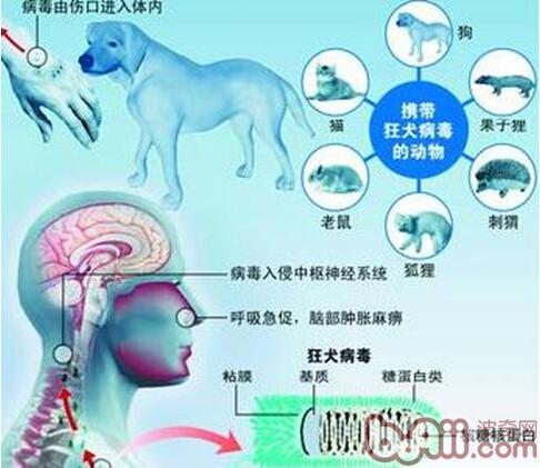淺談寵物源性人畜共患病
