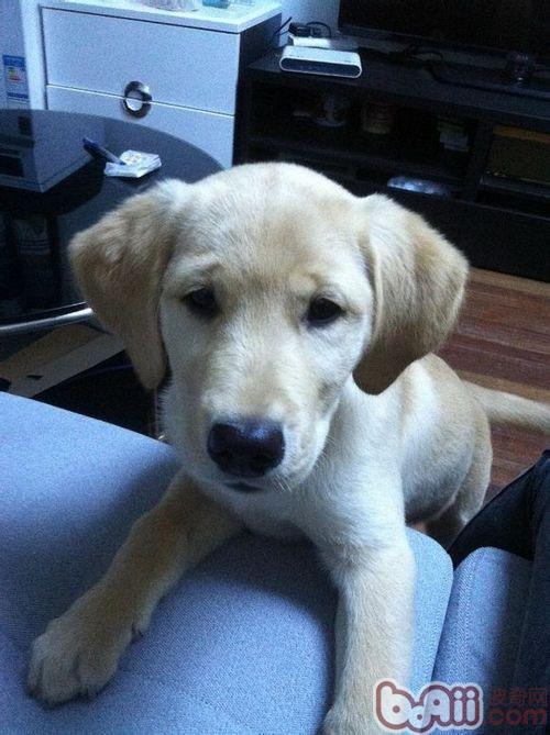 訓練拉布拉多犬送東西有妙招