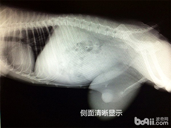 一例犬隱睪腫瘤的病例