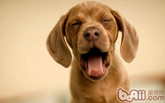 拉布拉多犬的牙齒護理常識