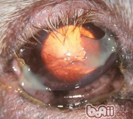 犬類瞼內翻癥狀和治療方法