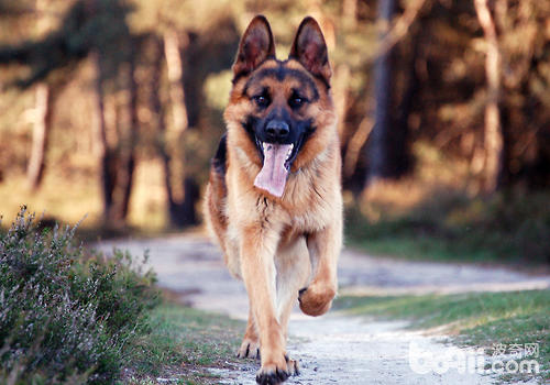 應激對警犬訓練的影響