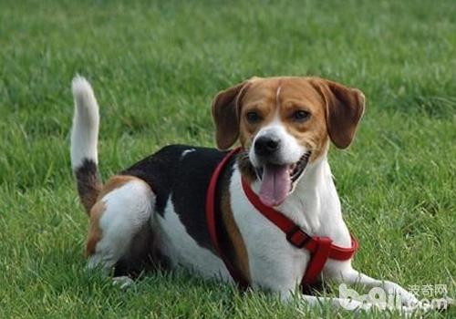 美國獵狐犬容易訓練嗎