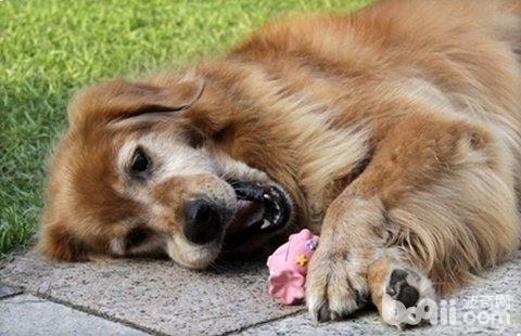狗狗玻璃胃的原因有哪些？狗狗玻璃胃怎么治療？