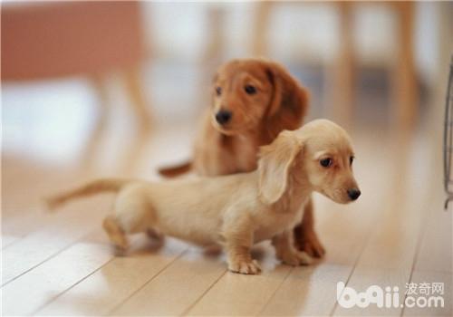 犬支氣管肺炎的臨床癥狀