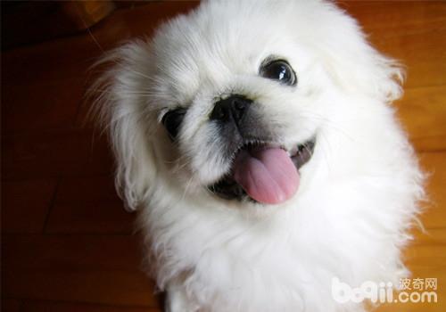 犬腸胃炎的防治措施