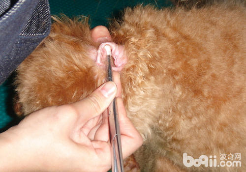【美容攻略】怎樣幫小型犬清理耳道