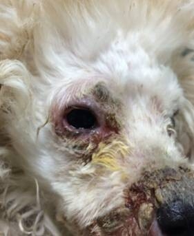 犬膿皮病的發病機理及診治體會