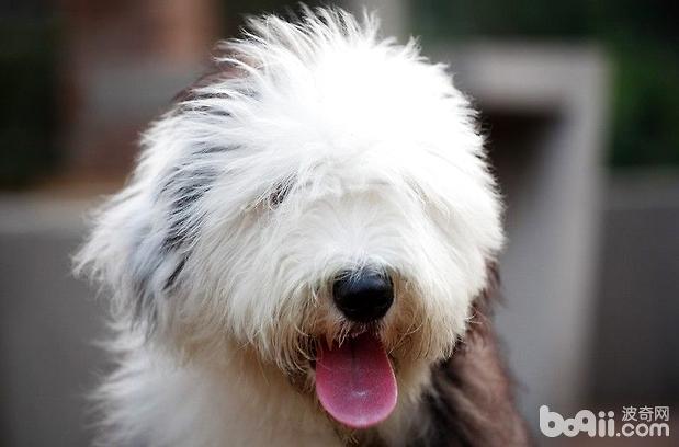 古代牧羊犬的美容護理