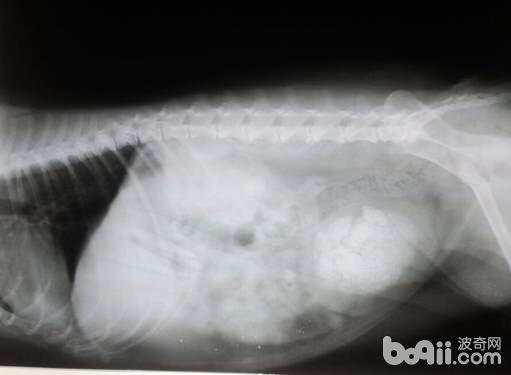一例犬尿石癥的治療及體會