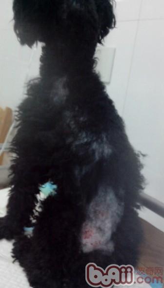 一例犬甲狀腺機能低下癥病例分析