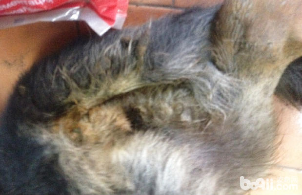 犬鼠藥中毒癥的癥狀及治療