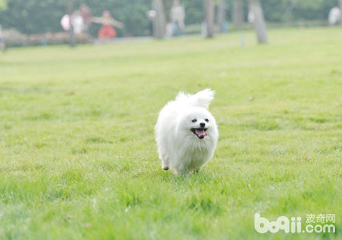 博美犬的基本訓練