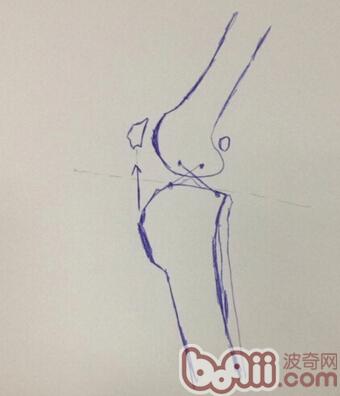 犬后腳跛行，前十字韌帶斷裂的治療FAQ