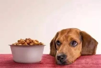 狗狗玻璃胃的原因有哪些？狗狗玻璃胃怎么治療？