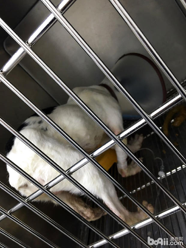 法國斗牛犬尿道結石的手術治療