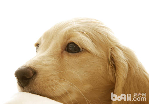 如何對待犬腎衰竭